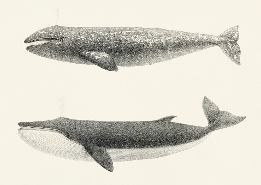 Vintage illustration of 1. The California Gray Whale (Rhachieanectes claucus) 2. The Finback (Balaenoptera velifera)