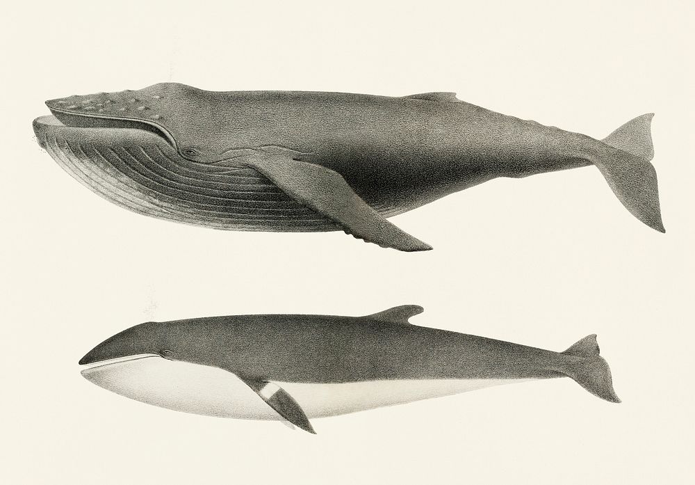 Vintage illustration of 1. Humpback whale (Megaptera versabilis) 2. Minke whale (Balaenoptera davidsoni)