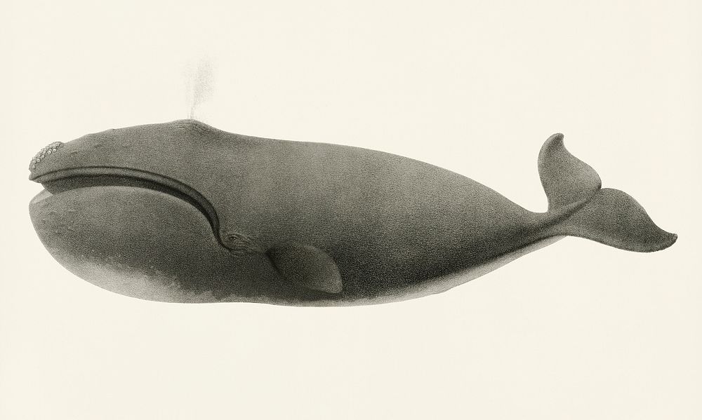 Vintage illustration of North Pacific right whale (Balaena sieboldii)