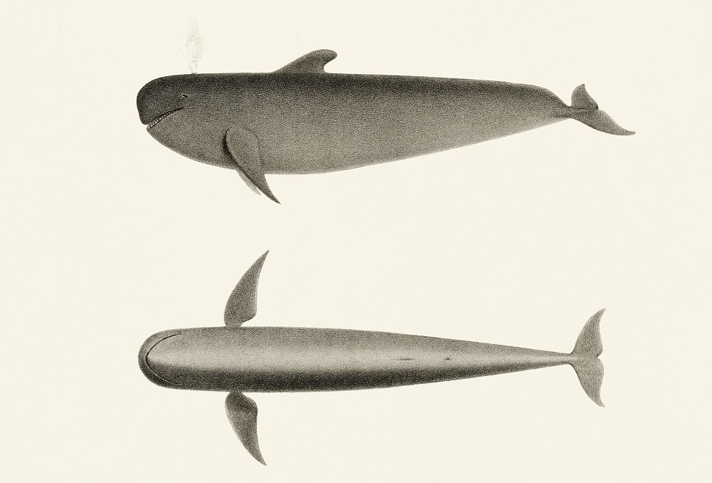 Vintage illustration of The Blackfish (Globiocephalus scammonii)