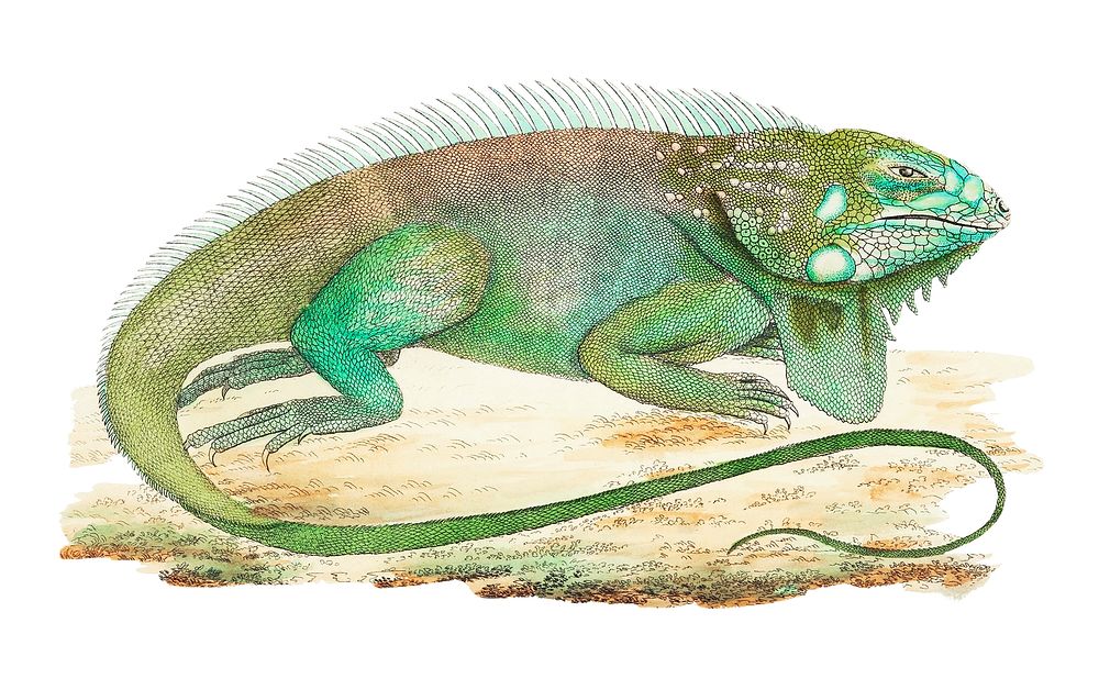 Iguana or guana illustration from The Naturalist's Miscellany (1789-1813) by George Shaw (1751-1813)