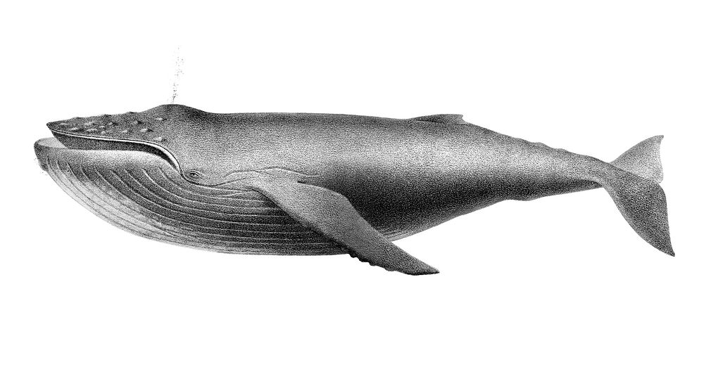 Vintage illustrations of Humpback whale
