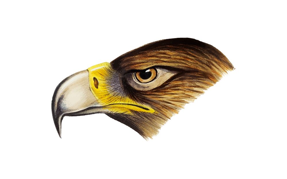 Wedge-tailed Eagle illustration