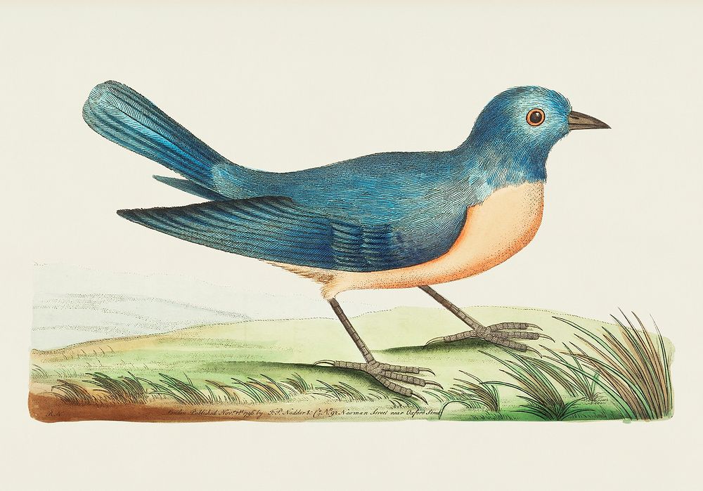 Blue redbreast illustration from The Naturalist's Miscellany (1789-1813) by George Shaw (1751-1813)