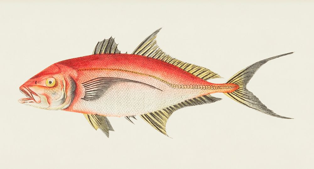 Red Mackrel illustration from The Naturalist's Miscellany (1789-1813) by George Shaw (1751-1813)