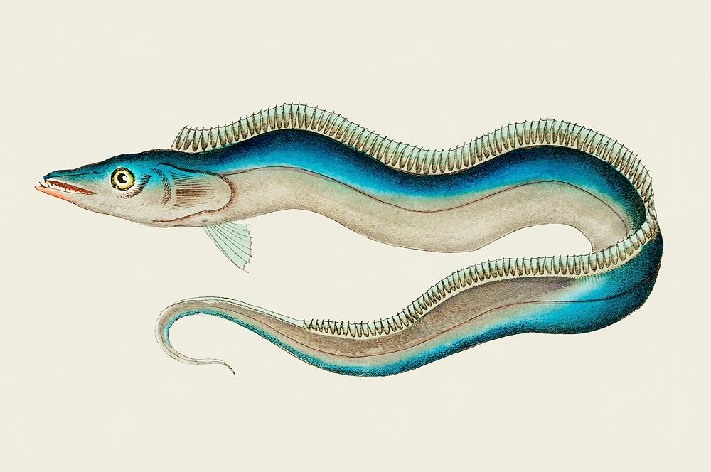Silver Trichiure illustration from The Naturalist's Miscellany (1789-1813) by George Shaw (1751-1813)