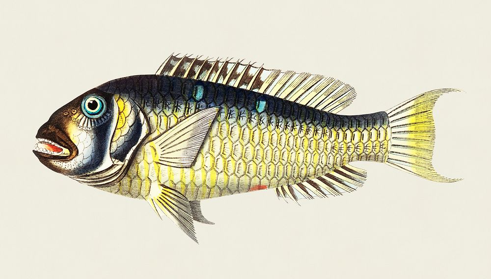 Gilt-head bream (Abilgardian Sparus) illustration from The Naturalist's Miscellany (1789-1813) by George Shaw (1751-1813)