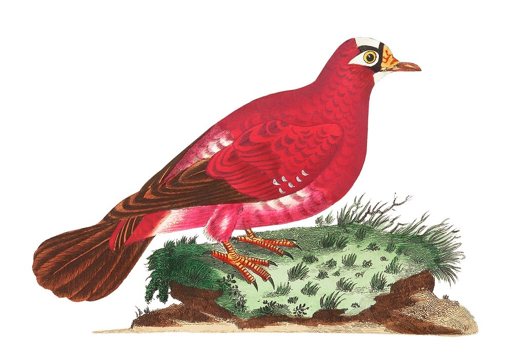 Crimson pigeon illustration from The Naturalist's Miscellany (1789-1813) by George Shaw (1751-1813)