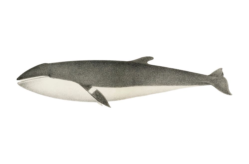 Vintage whale illustration | Premium Vector Illustration - rawpixel