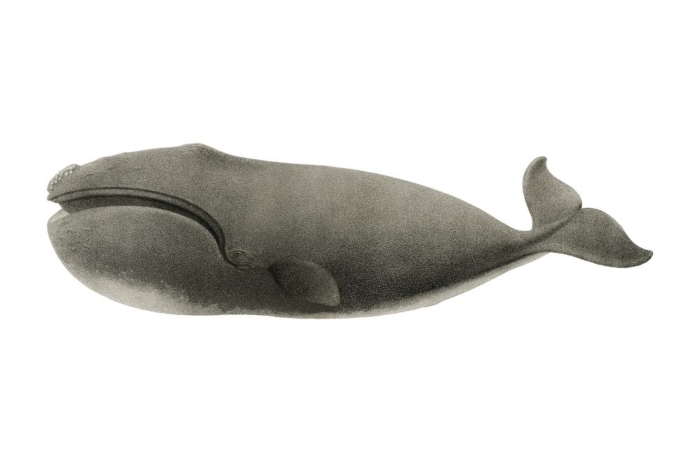 Vintage whale illustration