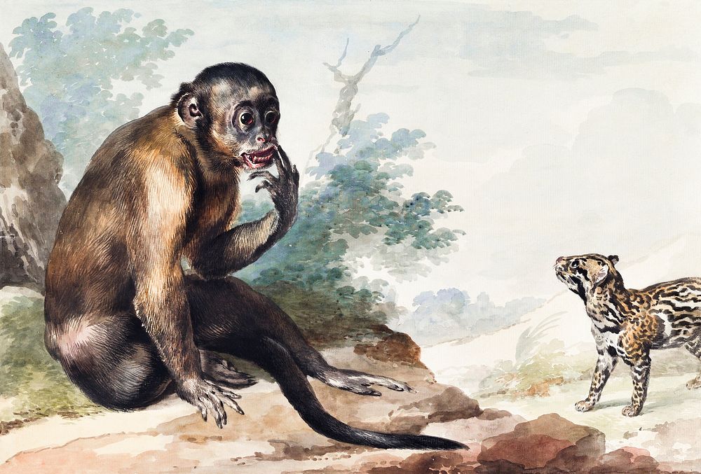 A Monkey Sitting on a Rock Looking at a Civet (1764) painting in high resolution by Aert Schouman.Original from the MET…