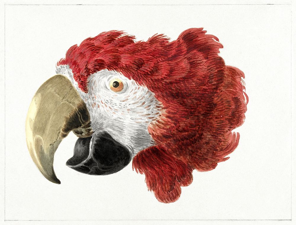 Head of a Macaw (1725&ndash;1792) painting in high resolution by Aert Schouman. Original from The Rijksmuseum. Digitally…