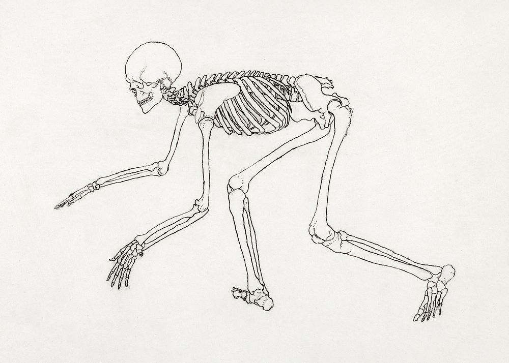 Human Skeleton, Lateral View (1795&ndash;1806) drawing in high resolution by George Stubbs. Original from The Yale…