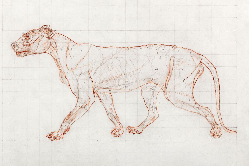 Tiger Body, Lateral View (1795–1806) drawing in high resolution by George Stubbs. Original from The Yale University Art…