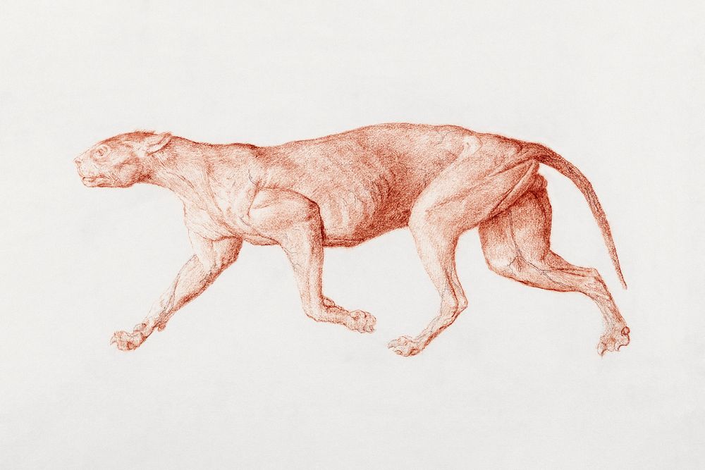 Leopard Body, Lateral View (First of Five Studies of Another Large Cat), (1795&ndash;1806) drawing in high resolution by…
