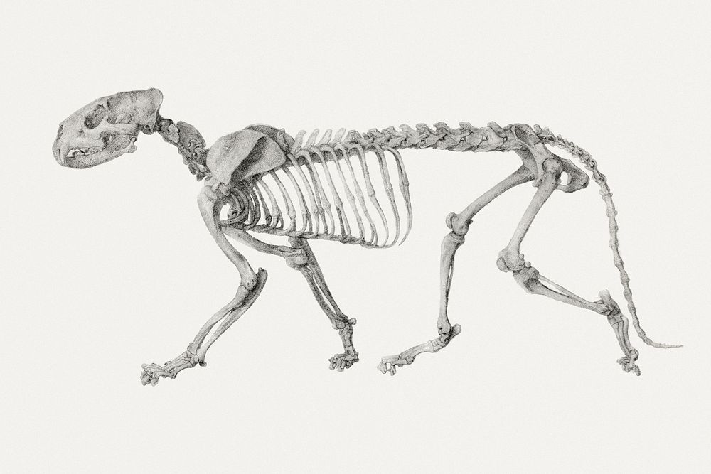 Tiger Skeleton, Lateral View (Finished Study for Table IV), (1795&ndash;1806) drawing in high resolution by George Stubbs.…