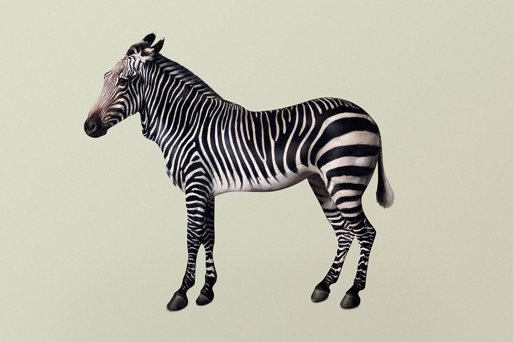 Vintage zebra illustration, remixed from artworks by George Stubbs