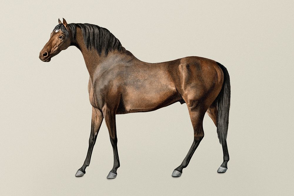 Horse psd vintage illustration, remixed from artworks by George Stubbs