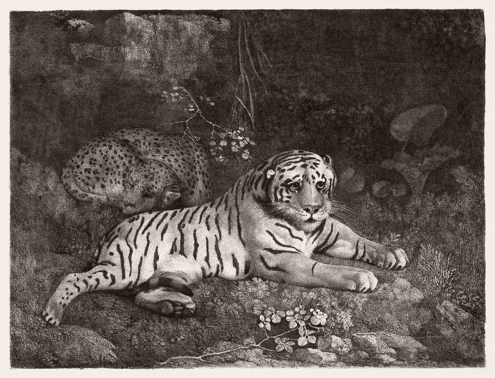 A Tiger and a Sleeping Leopard (1788) print in high resolution by George Stubbs. Original from The Yale University Art…