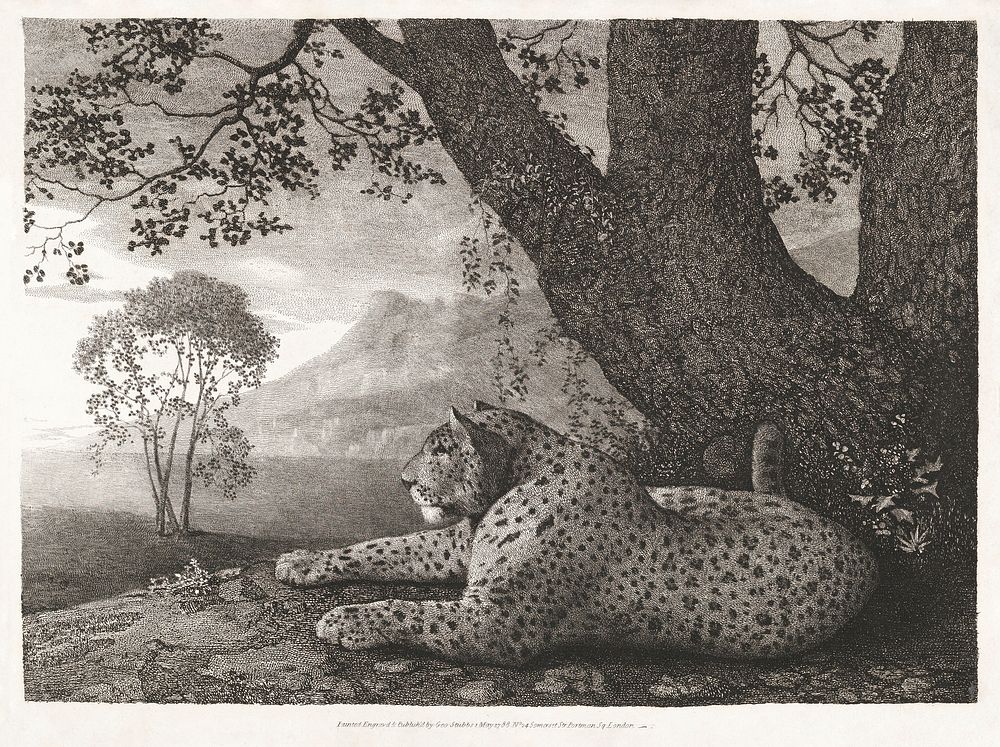 A Tyger (1788) print in high resolution by George Stubbs. Original from The MET Museum. Digitally enhanced by rawpixel.