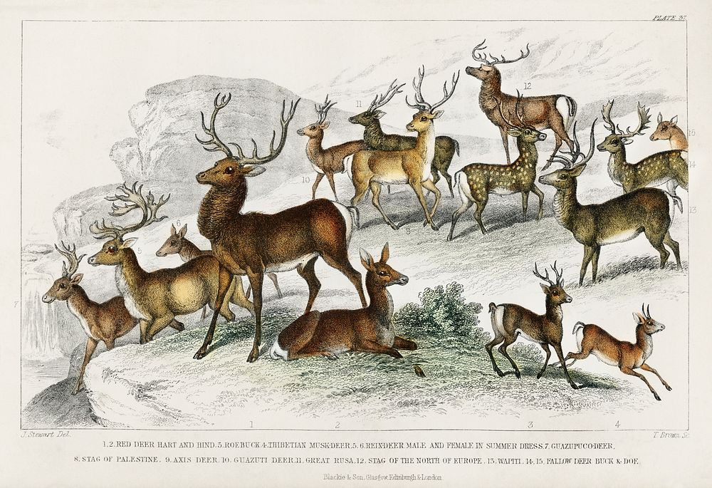 Red Deer Hart, Hind, Roebuck, Thibetian Musk Deer, Reindeer Male, Female in Summer Dress, Guazupuco Deer, Stag of Palestine…