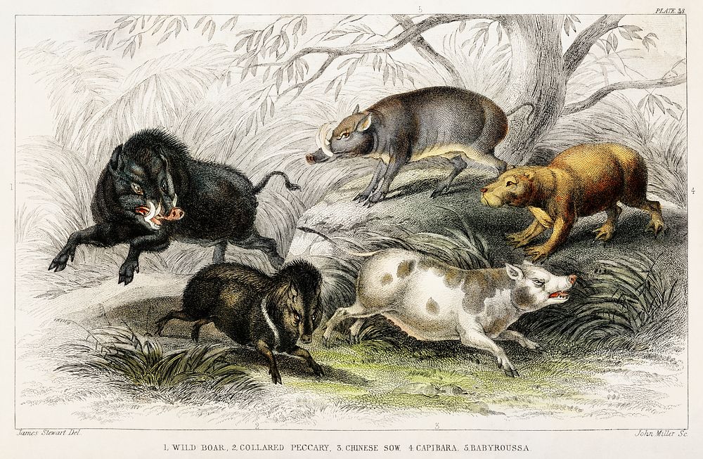Wild Boar, Collared Peccary, Chinese Sow, Capibara, and Babyroussa.  Digitally enhanced from our own original edition of A…