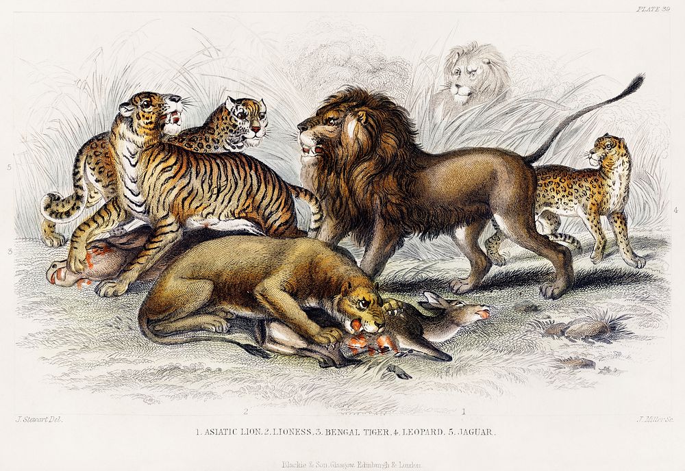 Asiatic Lion, Lioness, Bengal Tiger, Leopard, and Jaguar.  Digitally enhanced from our own original edition of A History of…