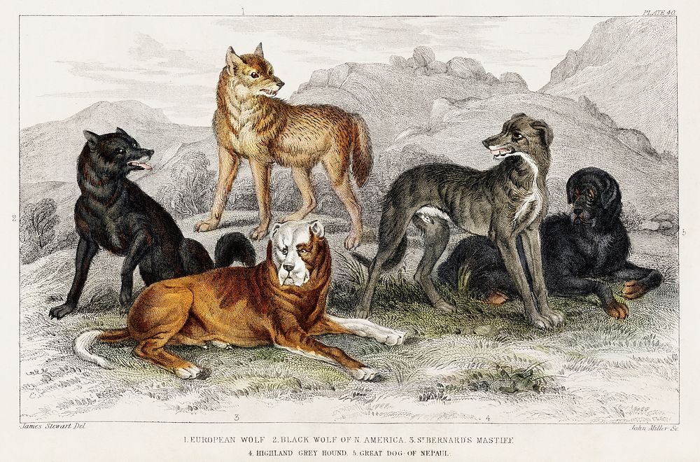 European Wolf, Black Wolf of North America, St.Bernard's Mastiff, Highland Greyhound, and Great Dog of Nepal.  Digitally…