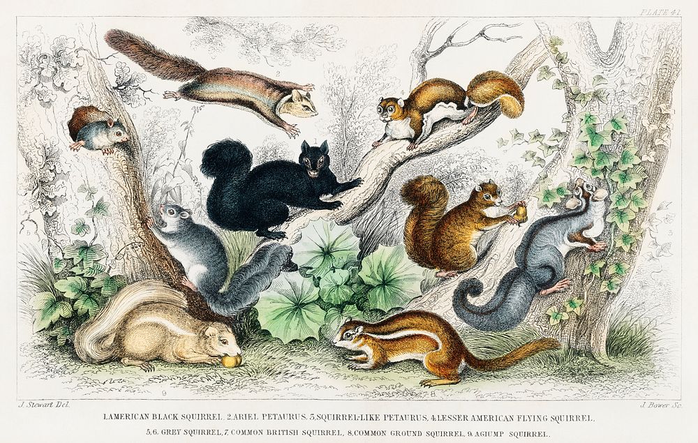 American Black Squirrel, Ariel Petaurus, Squirrel-Like Petaurus, Lesser American Flying Squirrel, Grey Squirrel, Common…