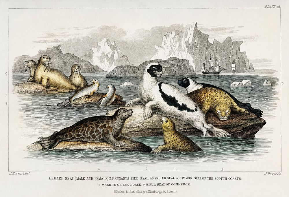 Harp Seal (Male and Female), Pennants Pied Seal, Marbled Seal, Common Seal of the Scotch Coasts, Walrus or Sea Horse , and…