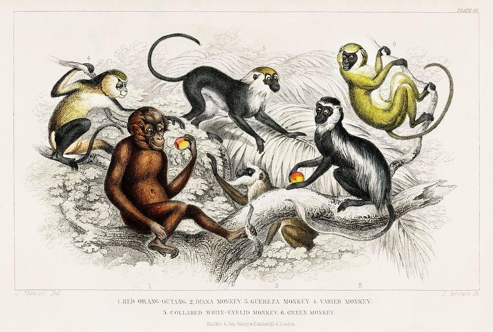 Red Orang-Outang, Diana Monkey, Guereza Monket, Veried Monkey, Collared White-Eyelid Monkey, and Green Monkey.  Digitally…