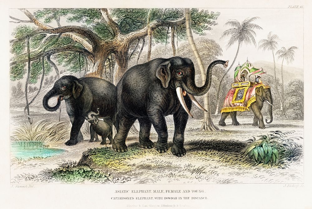 Asiatic Elephant and Caparisoned Elephant.  Digitally enhanced from our own original edition of A History of the Earth and…