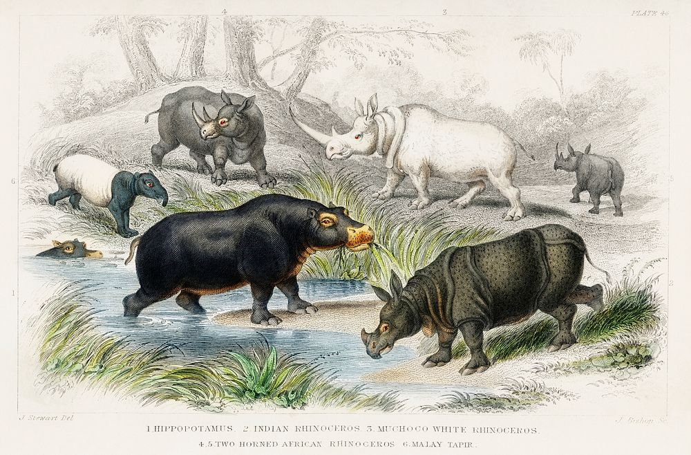 Hippopotamus, Indian Rhinoceros, Muchoco, White Rhinoceros, Two Horned African Rhinoceros, and Malay Tapir.  Digitally…