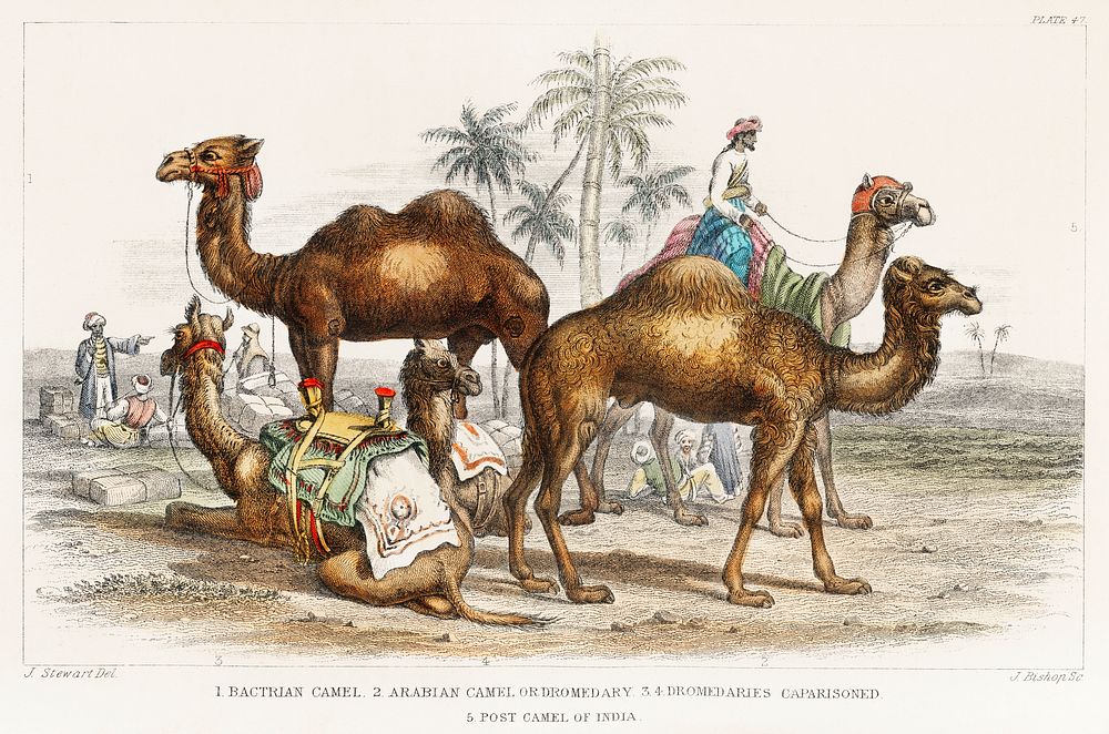 Bactrian Camel, Arabian Camel Or Dromedary, Dromedaries Caparisoned, and Post Camel of India.  Digitally enhanced from our…