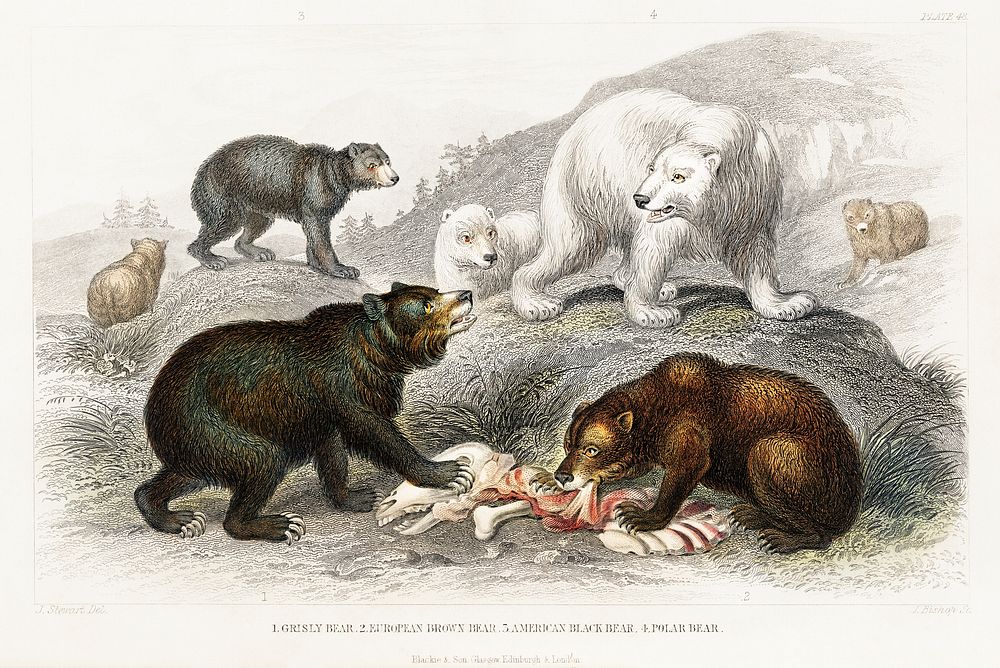 Grisly Bear, European Brown Bear ,American Black Bear, Polar Bear. Digitally enhanced from our own original edition of A…