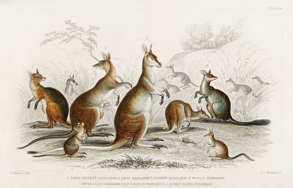 Lord Derby Kangaroo, Aroe Kangaroo, Parry's Kangaroo, Woolly Kangaroo, Brush Tailed Kangaroo, Rat-Tailed Hypsiprymnus, and…