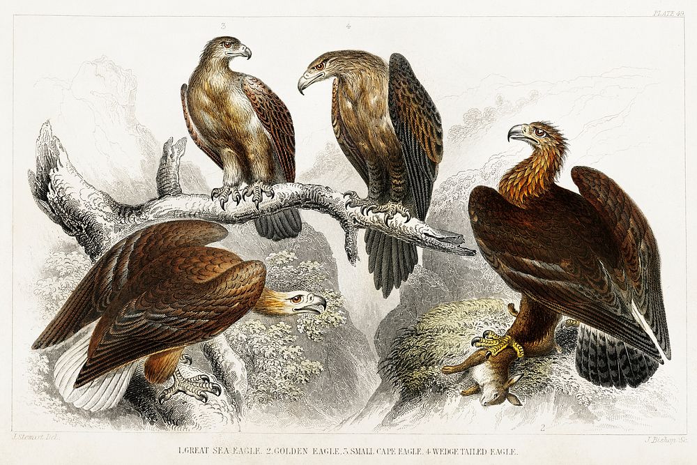 Great Sea Eagle, Golden Eagle, Small Cape Eagle, and Wedge Tailed Eagle.  Digitally enhanced from our own original edition…