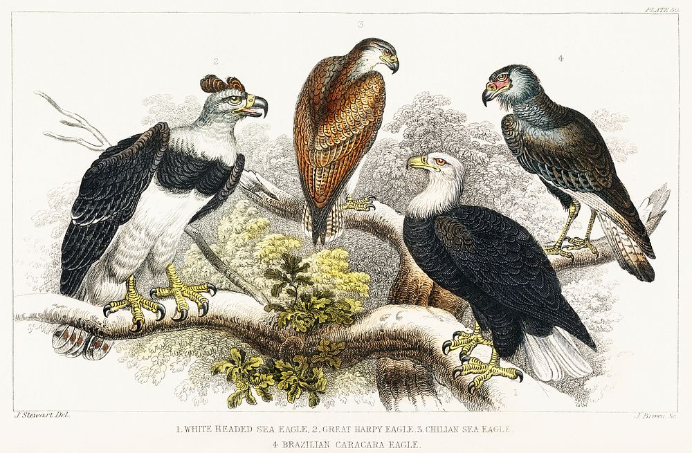 White Headed Sea Eagle, Great Harpy Eagle, Chilian Sea Eagle, and Brazilian Caracara Eagle.  Digitally enhanced from our own…