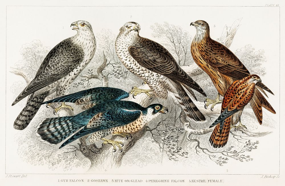 Gyr Falcon, Goshawk, Kite or Glead, Peregrine Falcon, and Kestril (Female). Digitally enhanced from our own original edition…