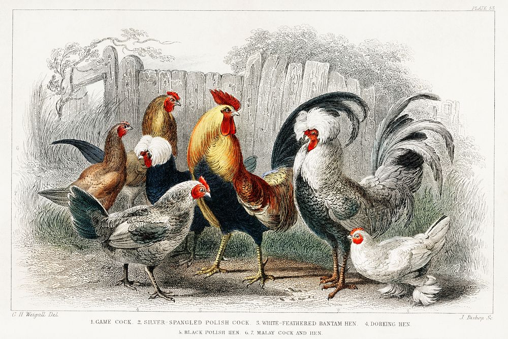 Game Cock, Silver Spangled, White Feathered Bantam Hen, Dorking Hen, Black Polish Hen, Malay Cock, and Hen.  Digitally…