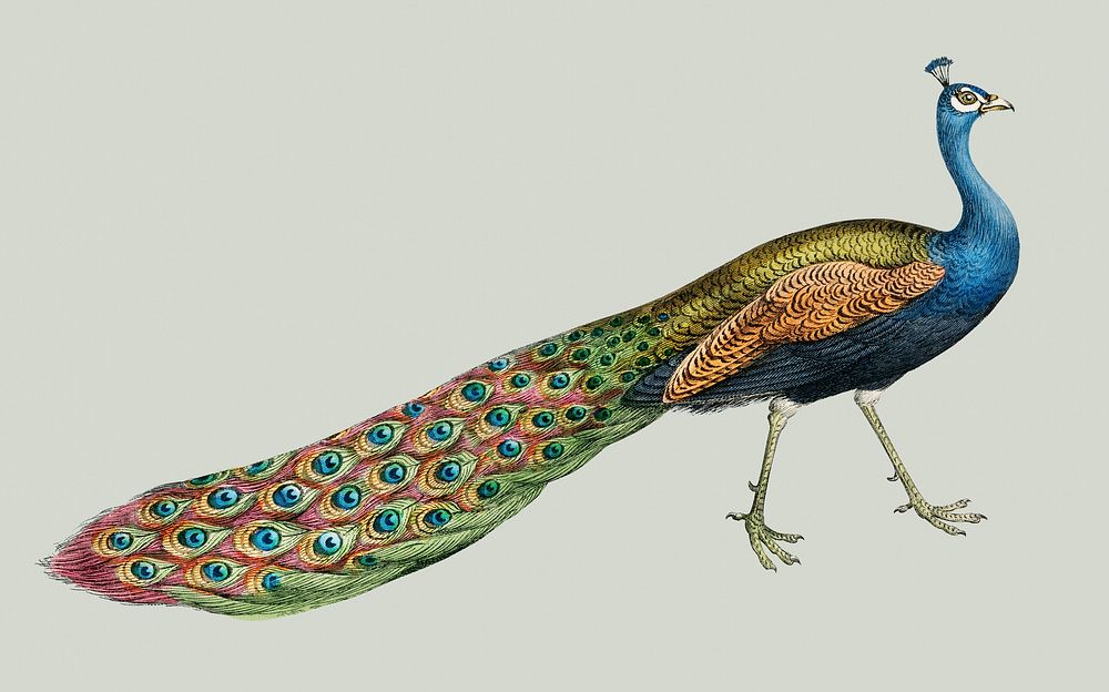 Vintage illustration of Common Peacock, Ringed Pheasant, Horned Pheasant, and Silver Pheasant.