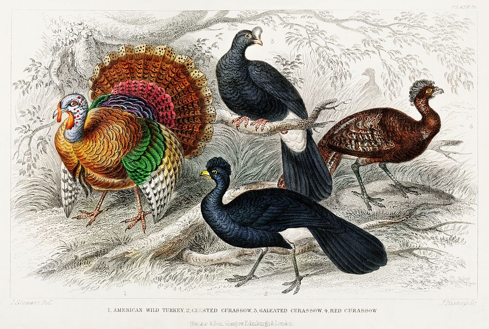 American Wild Turkey, Crested Curassow, Galeated Curassow, and Red Curassow.  Digitally enhanced from our own original…