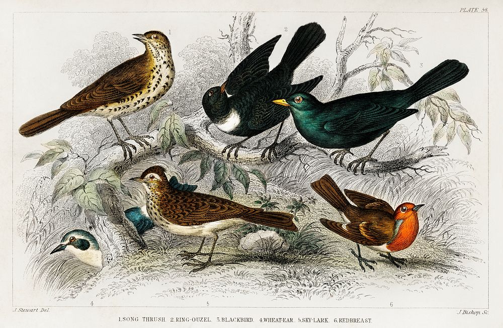 Song Thrush, Ring Ouzel, Blackbird, Wheat Ear, Sky Lark, and Redbreast.  Digitally enhanced from our own original edition…