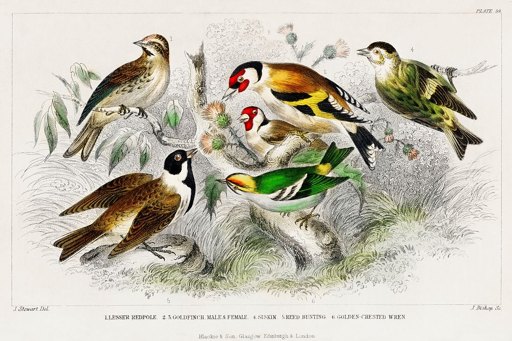 Lesser Redpole, Goldfinch Male & Female, Siskin, Reed Bunting, and Golden Crested Wren.  Digitally enhanced from our own…