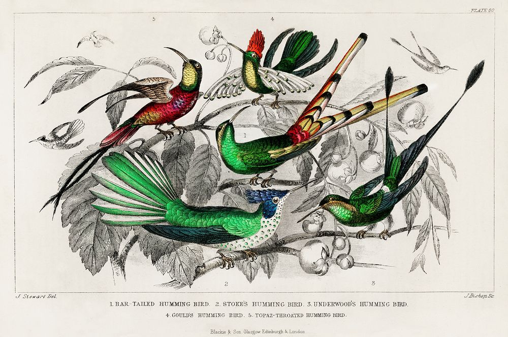 Bar-Tailed Humming Bird, Stoke Humming Bird, Underwood's Humming Bird, Gould's Humming Bird, and Topaz Throated Humming…