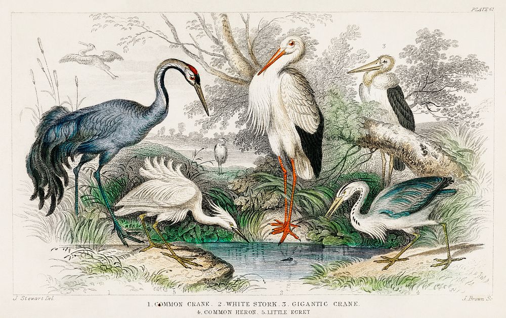 Common Crane, White Stork, Gigantic Crane, Common Heron, and Little Egret.  Digitally enhanced from our own original edition…