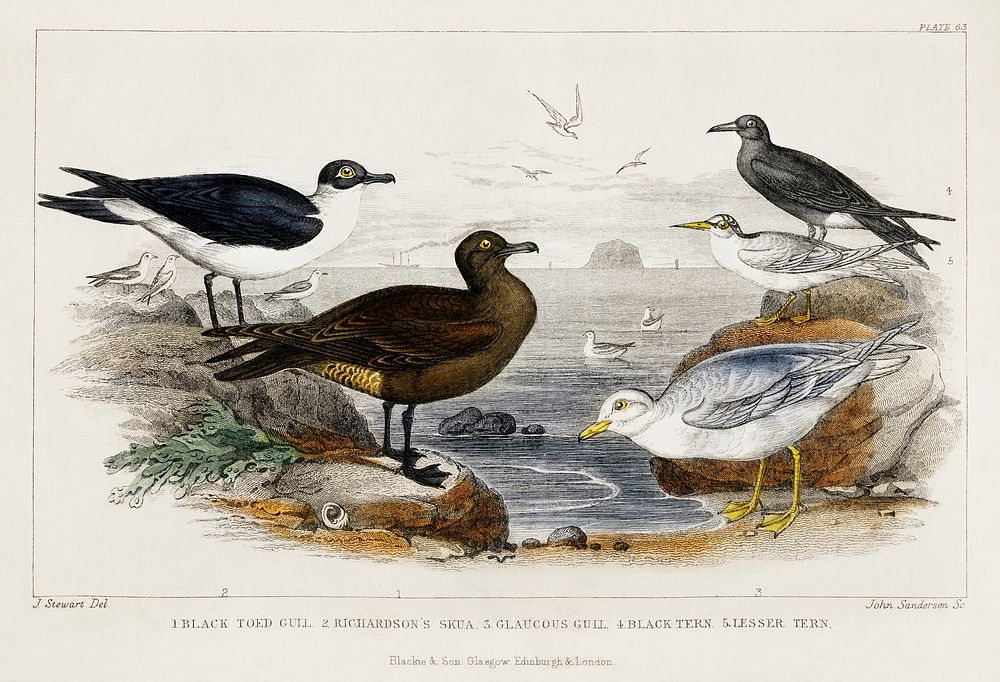 Black Toed Gull, Richardson's Skua, Glaucous Gull, Black Tern, and Lesser Tern.  Digitally enhanced from our own original…