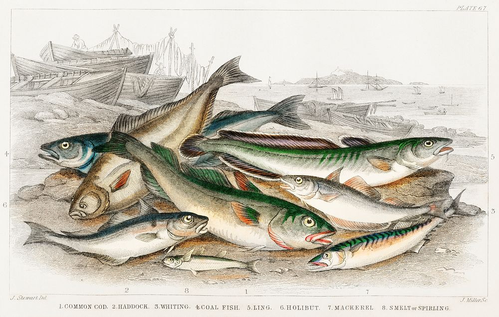 Common Cod, Haddock, Whiting, Coal Fish, Ling, Holibut, Mackerel, and Smelt or Spirling.  Digitally enhanced from our own…