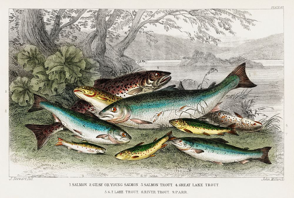 Salmon, Gilse, Salmon Trout, Great Lake Trout, Lake Trout, River Trout, and Parr.  Digitally enhanced from our own original…