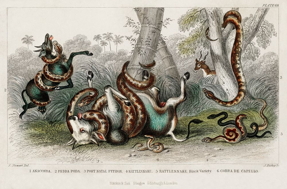 Anaconda, Pedda Poda, Port Natal Python, Rattlesnake, Rattlesnake Black Variety, and Cobra de Capello.  Digitally enhanced…